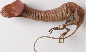 Forum Image: http://i130.photobucket.com/albums/p266/secret626/Weird%20Shit/aquaticpenismonster.jpg