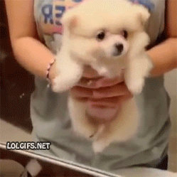 puppysocuteandfluffy.gif