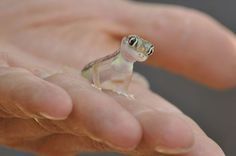 geckotinyandcute.jpg