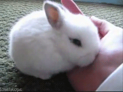 bunny.gif