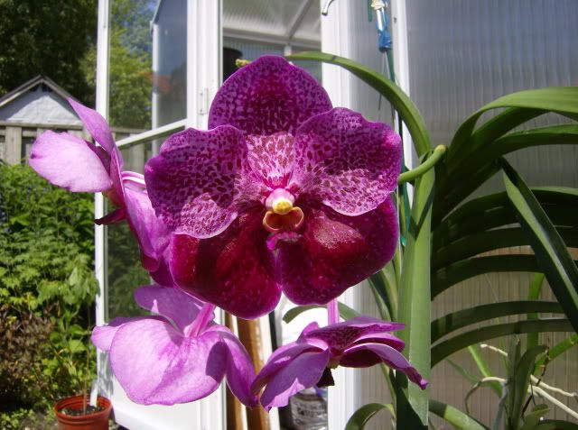 Vanda King