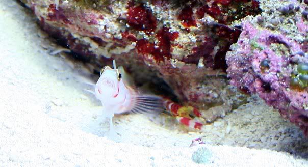pinkbar goby hiding/how manny fish in a pico - Nano-Reef.com Forums pinkbar goby hiding/how manny fish in a pico - Nano-Reef.com Forums