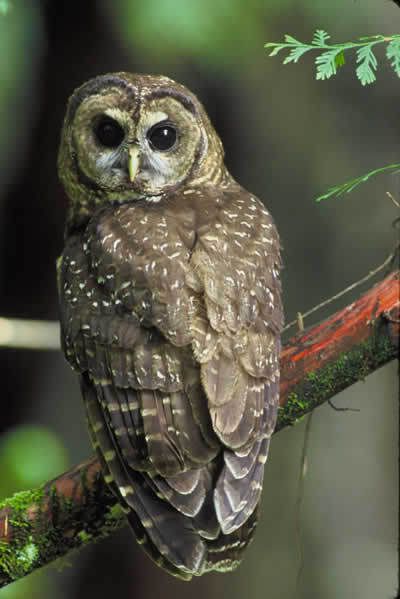 northern_spotted_owl.jpg Strix Struma image by Star10WW283012