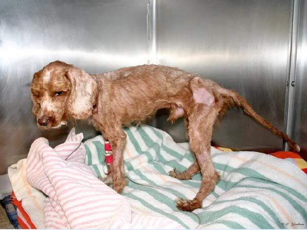 animals in need of