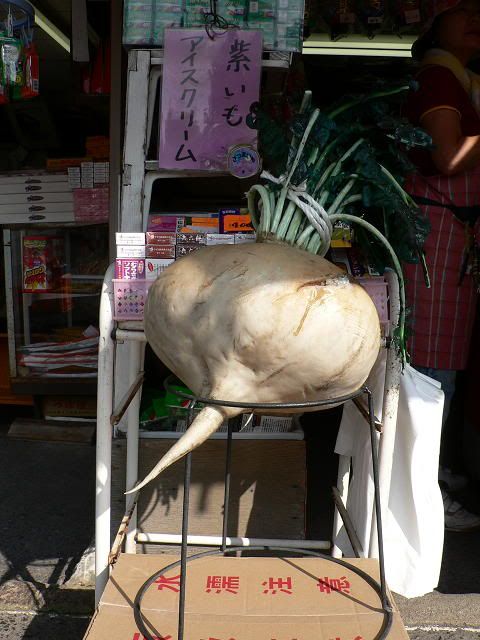 3d5b.jpg DAIKON- GIANT SAKURAJIMA RADISH