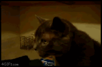 http://i130.photobucket.com/albums/p275/meanz06/gif%20files/CatSneeze.gif