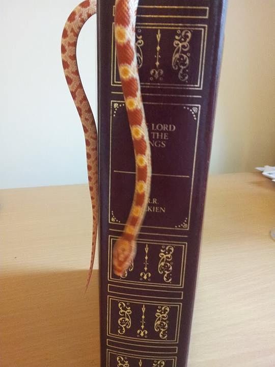 LeoLOTRspine_zpsae6d7b66.jpg