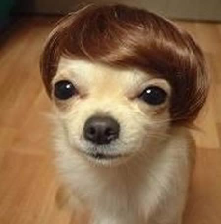 dog-wig.jpg