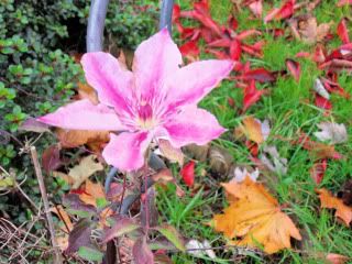 Clematis141110-1.jpg