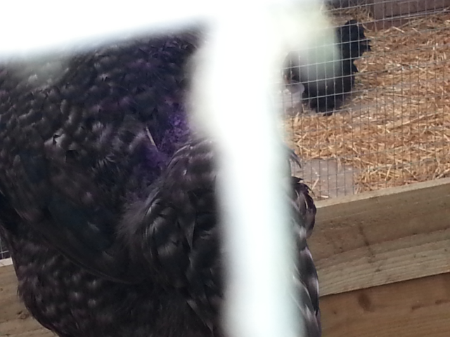 2013-04-13172727_zpsc1e3793a.png