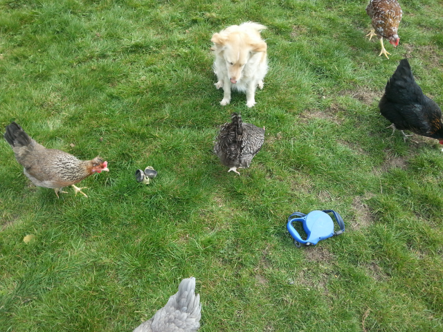 2013-04-19151022_zpsbb3286dc.png