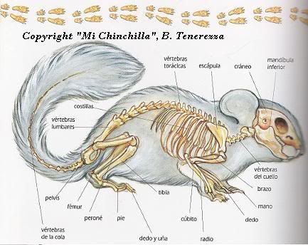 ChinchillaPet informacion sobre las chinchillas - Imagenes de anatomia