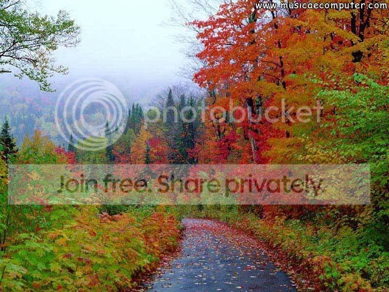 beautifulForest.jpg