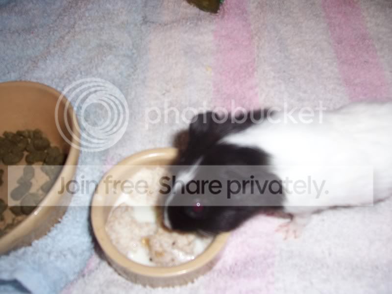 4weekoldboareatingcomplanandbrownbr.jpg