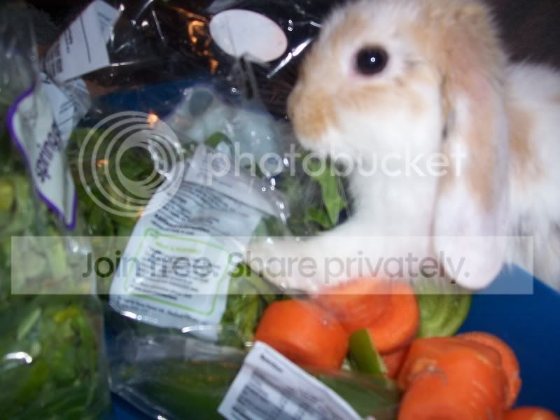 Impaitentsalad.jpg