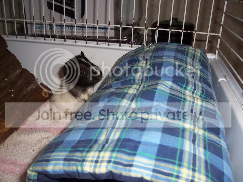 MeetBadger.jpg