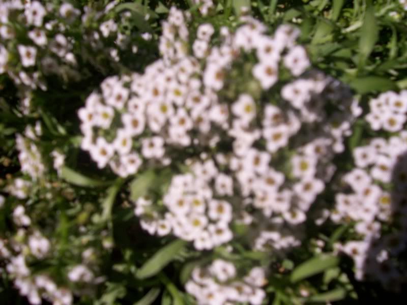 000_0675.jpg
