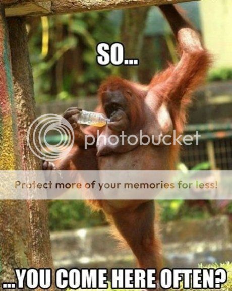 photo monkey.jpg