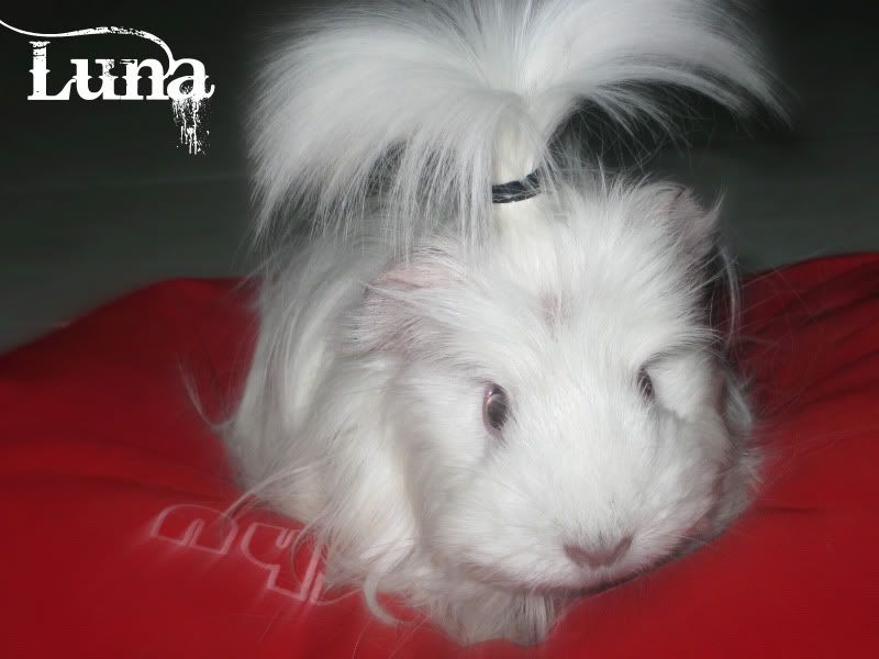 Luna1.jpg
